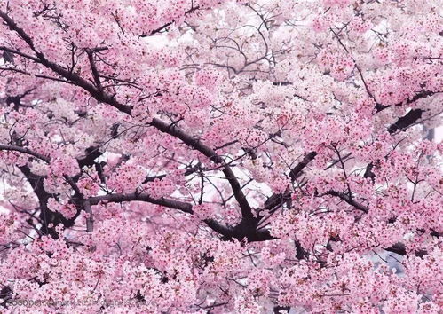 樱花之语，何人能解