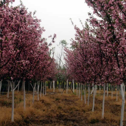 春季西府海棠浇水小技巧，你get了吗？