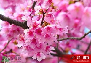 樱花双：爱情与希望