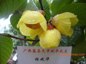 金茶花的魅力与嫁接的重要性