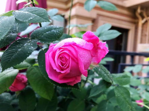 高温下的月季， 如何应对