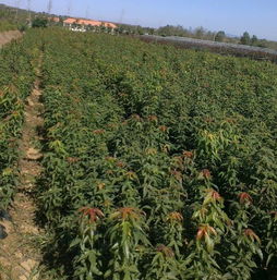 苗木的播种繁殖