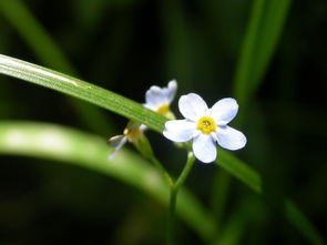 黄菊花，传递希望与友情的使者
