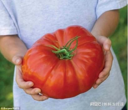 大西红柿种植过程中，如何科学施肥和防治病虫害以提高产量和品质