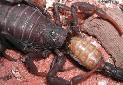 蝎子的生存环境与习性