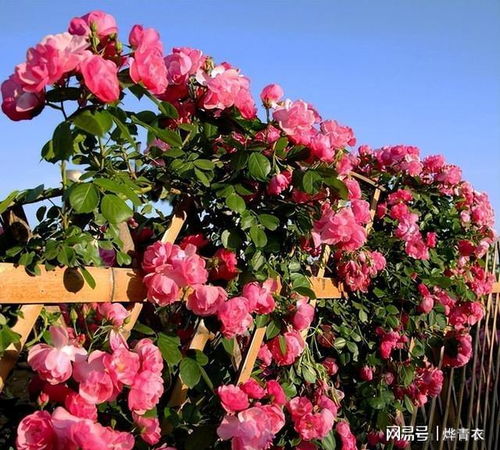 种植规格， 轻松上手