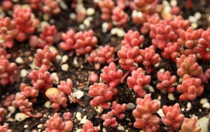 持莲华、 姬星美人、大姬星美人