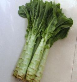 秋莴笋育苗技巧：秋季高效栽培技术视频教程