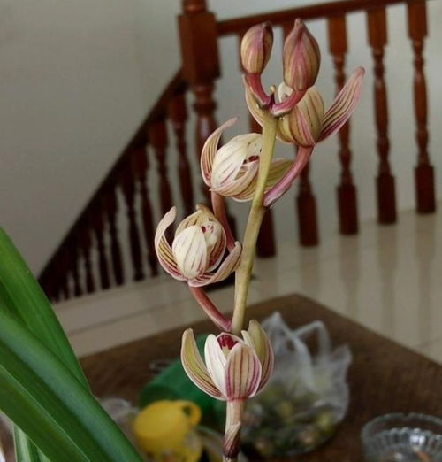 牡丹兰花养殖方法，如何让花朵更加艳丽