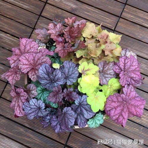 观叶植物的清新之选