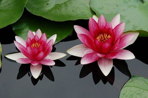 移栽睡莲，发芽要多久呢？