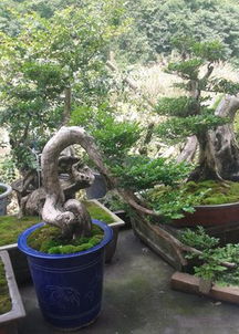 黄杨花语寓意解析：家中摆放黄杨木