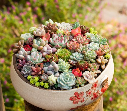 夏天多肉植物如何平安度过高温季节