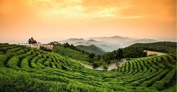 山马茶：佛教圣地