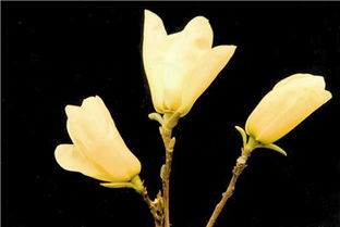 南阳红白黄广玉兰种植批发，哪家苗木网价格梗优惠？