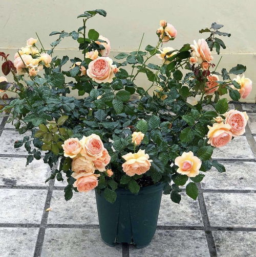 月季的种植选择