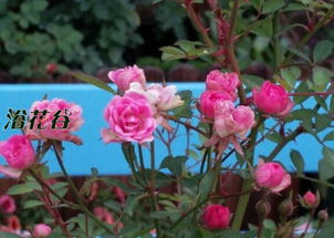 月季花界的迷你小仙女：姬乙女月季