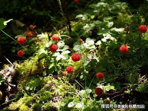 芸香草分布广泛，药用价值高