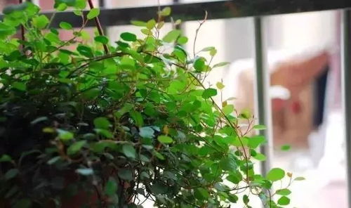 吊兰为什么偏爱阳光，太阳的光照对其生长有何特殊作用