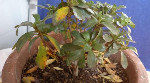 科学养护：增强植株自身抗性