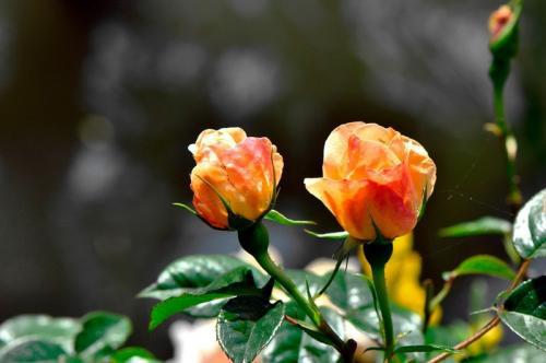 月季与玫瑰的叶子区别