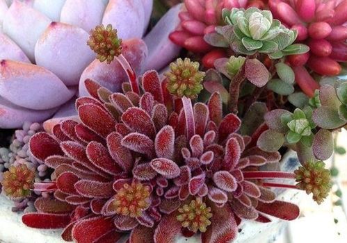 凤凰花怎么养才能开得旺？家庭种植时有哪些常见误区需要避开