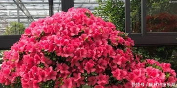 盆栽杜鹃开花了如何保持花朵鲜艳