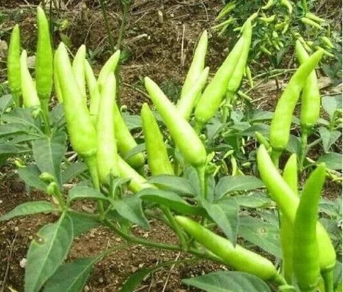 朝天椒种子如何进行科学育苗？有哪些种植技巧需要注意