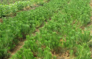 播种初期的关键