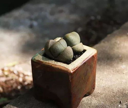 帝玉多肉的养护要点