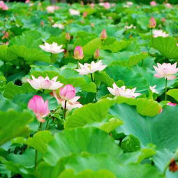 夏日苏州， 荷花绽放的美丽时光