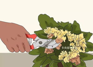 如何根据“怎么养好长寿花 长寿花的栽培与管理”进行科学养护