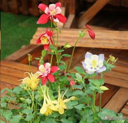 花卉纠纷案例分析