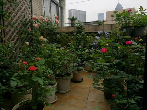 月季，让人又爱又恨的花卉