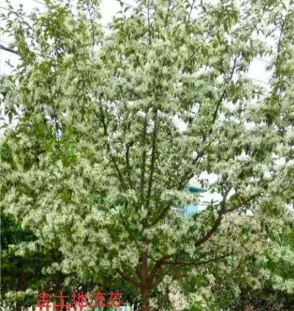 揭秘流苏树：一种农业中的珍稀树种及其生态价值