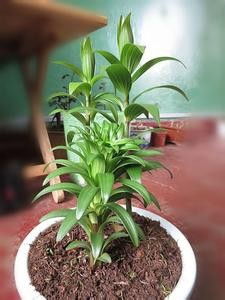 百合花怎么在家种植？详细步骤和注意事项有哪些