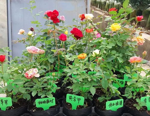 新苗晒太阳， 要小心处理