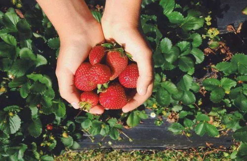 假日岛多巴哥月季， 那片花的海洋