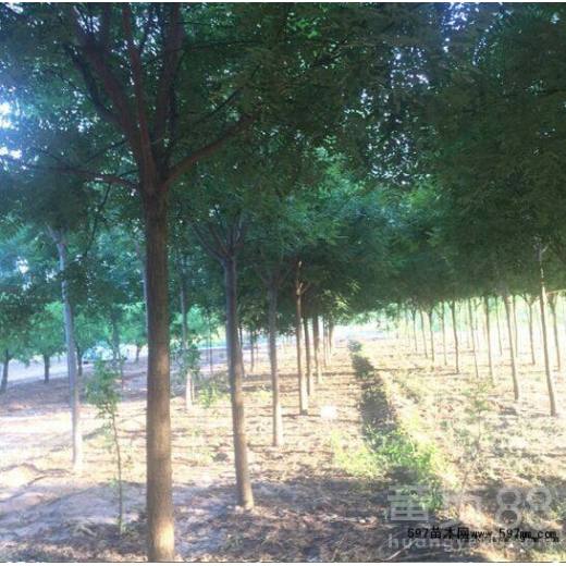 21公分国槐， 街道观赏好选择