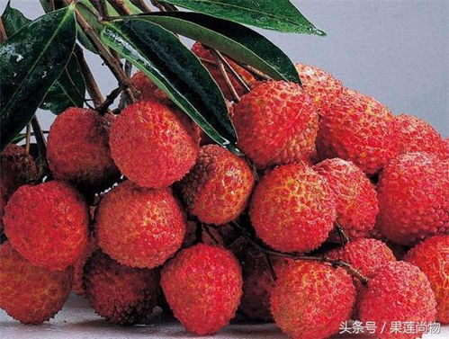 我国荔枝产业正迈向专业化、规模化、区域化发展