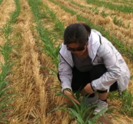 全周期守护：玉米苗期到抽穗期， 杀虫不Neng停