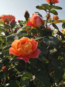 月季花光照不足导致盲芽过多，有什么有效方法可以改善