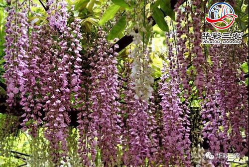 阿知紫藤， 适宜环境是关键