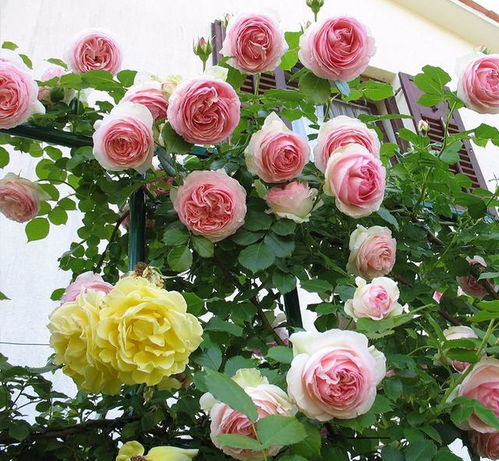 土壤选择：透气排水是关键