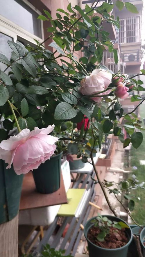 月季花的种植季节，你了解多少？