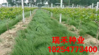 廊坊市广阳区北旺隆源果蔬粉厂与山东皇家乐玉米自发粉有限公司