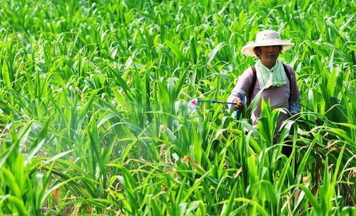 先说说早熟禾这东西