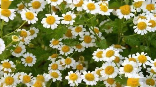 洋甘菊，安神又助眠