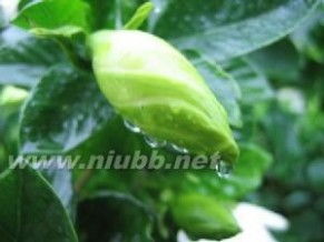 栀子花的茎：那独特的圆柱形态