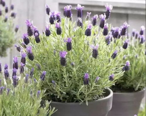 365天窗台不寂寞的秘诀